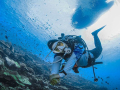 komodo-and-diving
