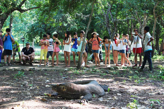 komodo-dragon.jpg