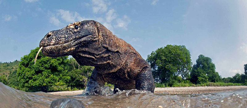 komodo-tour-package