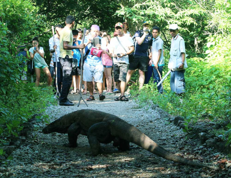 komodo.jpg
