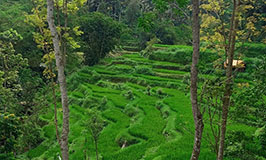lombok-countryside-tour-sapit-terrace-field
