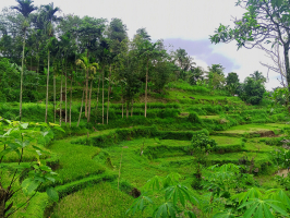 lombok-terrace-field