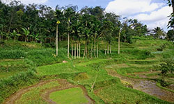 Lombok-hiking-at-tetebatu-terrace-field