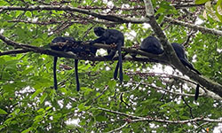 Tetebatu-walking-tour-at-monkey-fores