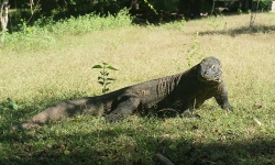 sharing-trip-to-komodo-2