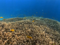 snorkeling-to-gili-trawangan
