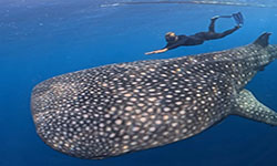 sumbawa-whale-shark-tour-1