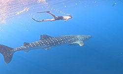 sumbawa-whale-shark-tour