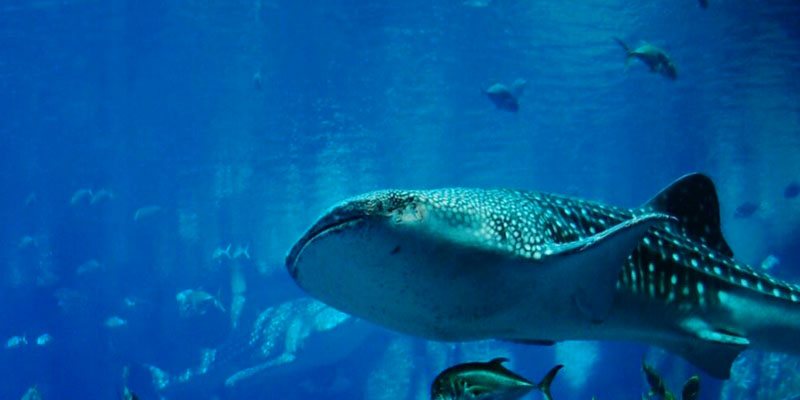 sumbawa-whale-shark