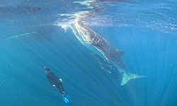 whale-shark-tour